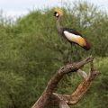 Tarangire National Park, Tanzania