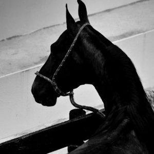 Mundo Fashion Equino