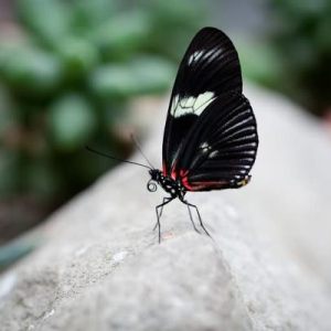 Butterfly garden