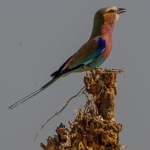 Southern Africa 2016