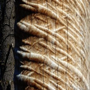 Nature's Art
