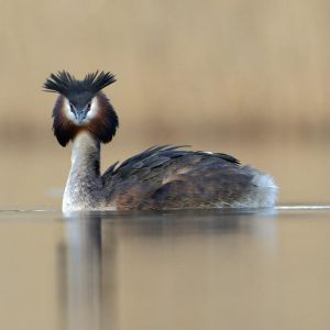 floating hide March 2025