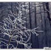 Winter Wonderland
