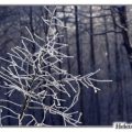 Winter Wonderland