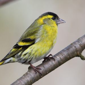 Birds in North-Germany