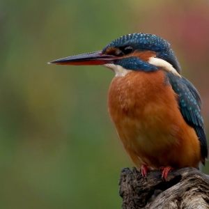 IJsvogeltje juveniel(V)