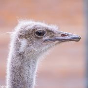 Aachener Tierpark Euregiozoo 2017
