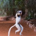 Madagascar - South