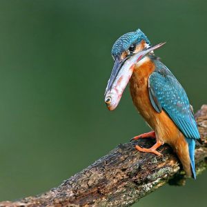 Birds of Holland (summer and fall 2014)