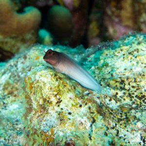 Bonaire 2022
