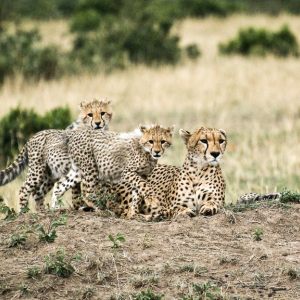 Animals of Kenya