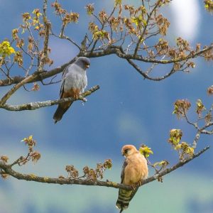 Red-footed falcons 2017