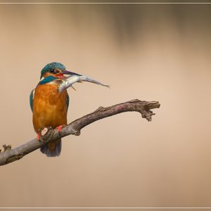 Ijsvogel
