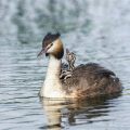 Eine schwimmende Kinderstube