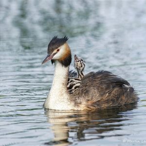 Eine schwimmende Kinderstube