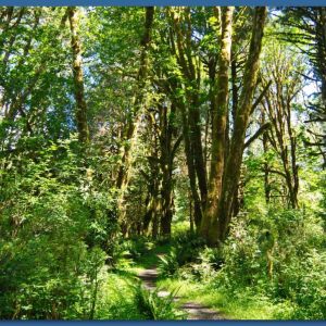 Lake Quinault_2016