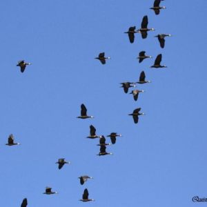 Ducks, Geese