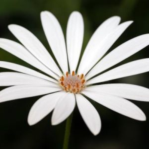 Bergianska 20120203