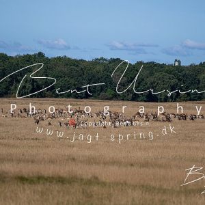 Efterårs Begynderjagten i Dyrehaven
