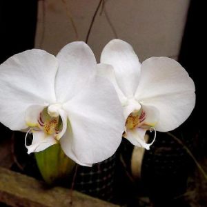 Tropical flowers 2