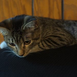 PRECIOUS