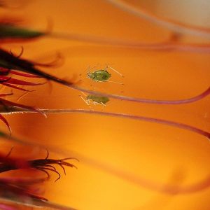 macro in rode tinten