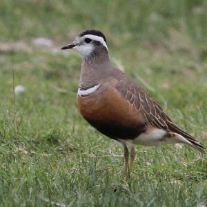 Vogels , Bird
