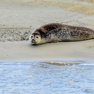 Les Phoques à Berck