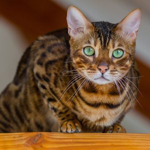 Bengalen-Kater FRITZ