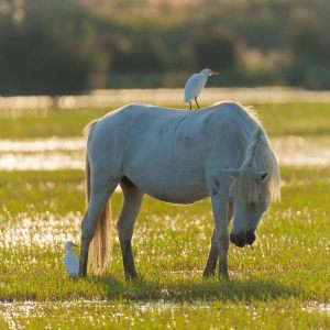 Camargue October 2025