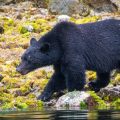 Canadian Wildlife