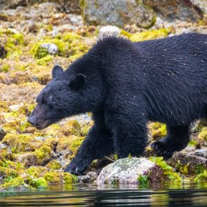 Canadian Wildlife