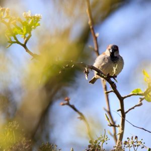 Garden Birds