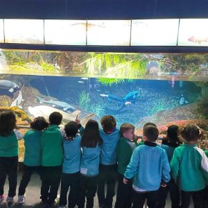 Visita de P4 a l'Aquàrium