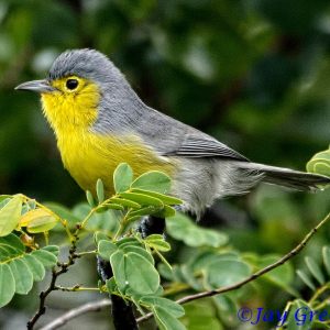 A Birding Tour of Cuba