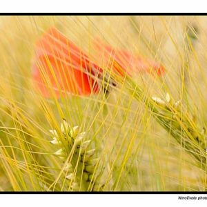 Natura