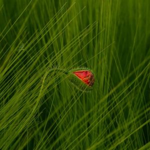 Im Spiegel der Mohnblume