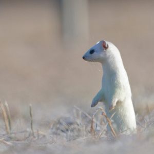 Stoats