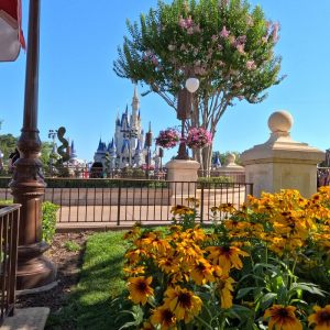 Disney - Spring 2026