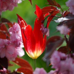 MF Lens Tamron SP 500mm F8