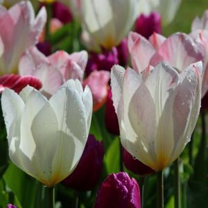 Fête de la Tulipes 2023