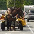 HORSEBACKFISHERMEN 577 - Belgium