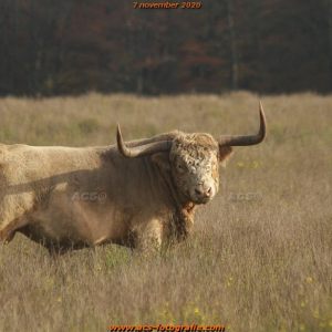 Deeler woud - Schotse Hooglanders