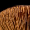 Paddenstoelen