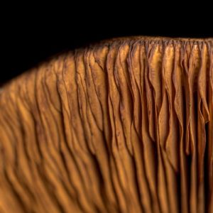 Paddenstoelen