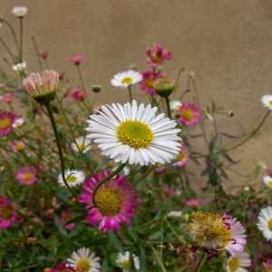 Garden Stuff