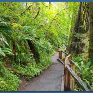Hoh Rain Forrest_2016