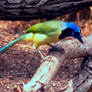 thegreenjay.com Main Index