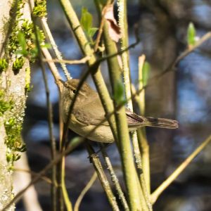 Oiseaux