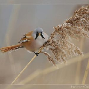Birds of the reeds